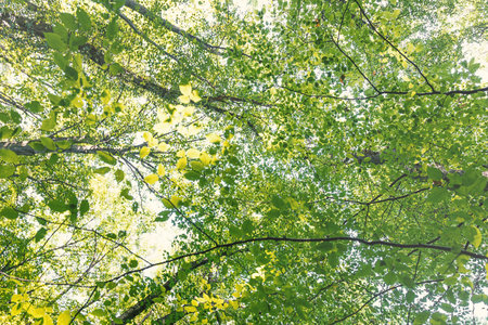 Summer Nature, Sunny Day. Upper Branches Of Tree With Fresh Green Foliage.