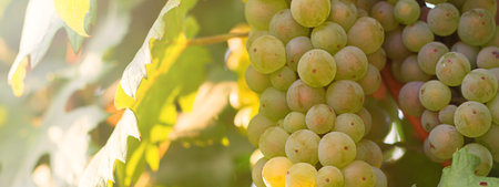 Bunches of wine grapes growing in vineyard.