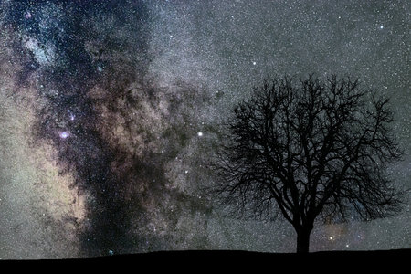 Milky Way and tree. Night landscape. Space background.