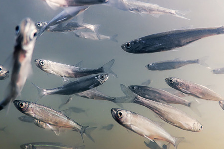 Bait fish Freshwater underwater. Common Bleak close up.の写真素材