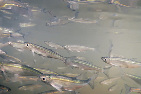 Bait fish Freshwater underwater. Common Bleak close up.