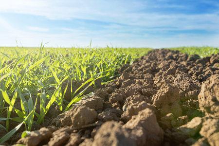 Young green wheat growing in soil. Wheat seedlings growing in a field.