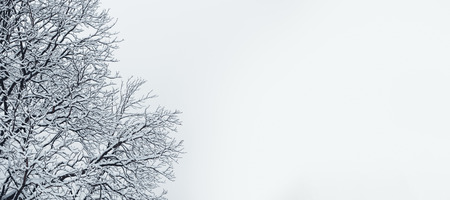 Winter tree backgroundの写真素材