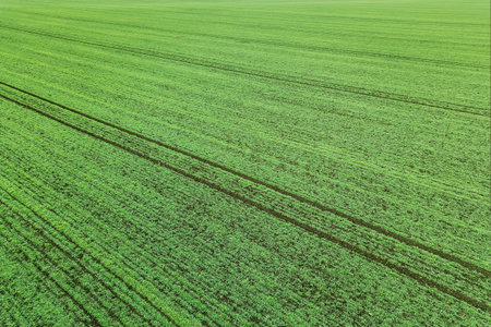 Young wheat seedlings growing in a field Aerial view.
