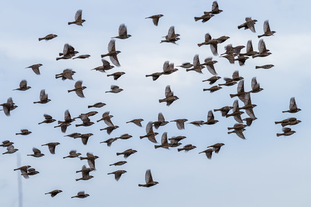 Flock of wild sparrow. Passer montanus.の写真素材