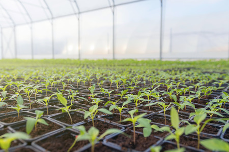 Rows of Potted Seedlings in Greenhouseの写真素材