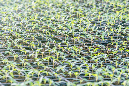 Baby plants growing inside of pots greenhouse nursery.の写真素材