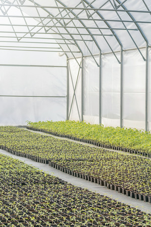 Rows of Potted Seedlings in Greenhouseの写真素材