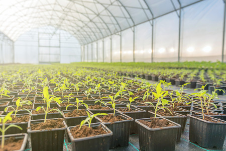 Young plants growing in a greenhouse