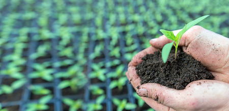 Hand holding green seedlingの写真素材