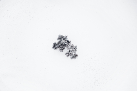 Alone tree on winter field. Aerial View.の写真素材