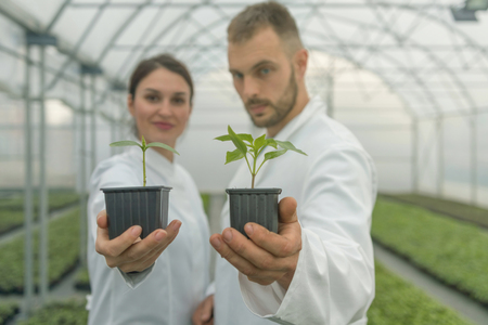 Agricultural Engineers Hand hold Seedlings. Seedlings production. Seedlings Greenhouse.の写真素材