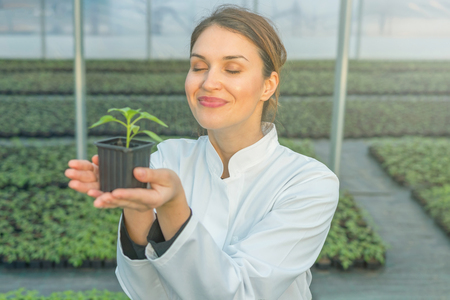 Woman holding potted plant in greenhouse nursery. Seedlings Greenhouse.の写真素材