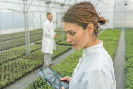 Agricultural Engineers. Seedlings production. Seedlings Greenhouse.の写真素材