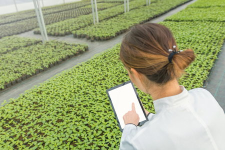 Female Biotechnology engineer tablet greenhouse. Plant seedlings growing greenhouse spring. の写真素材