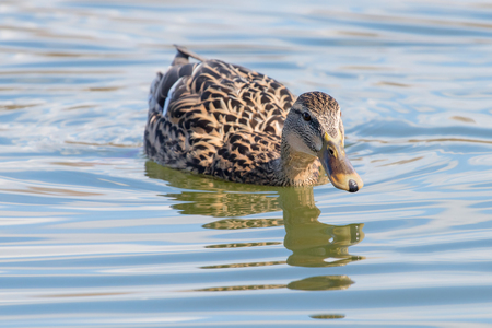 Wild duck Mallard Anas platyrhynchos. Female Duck.の写真素材