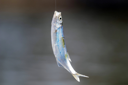 Small fish on fishing line の写真素材