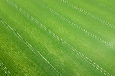 Green field spring season. Aerial view. Wheat.