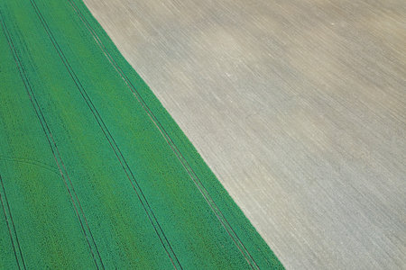 Rapeseed green field in spring, Agricultural land, Aerial View.