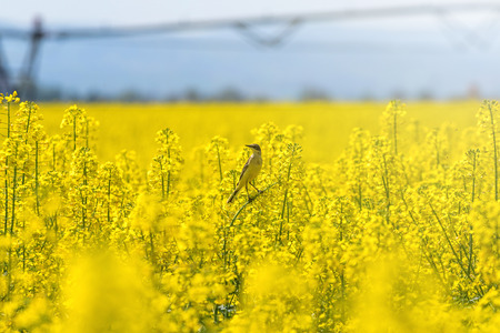 Rapeseed field, Yellow oil rape seeds in bloom. Green energy Field.の写真素材