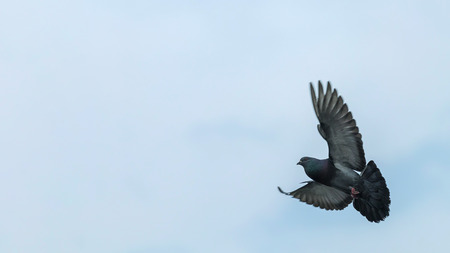 Rock pigeon or rock dove flyingの写真素材
