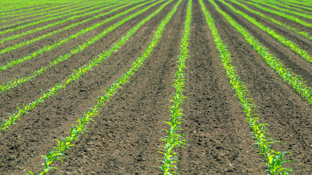 Rows of young green corn plants. Corn seedling on the field.