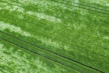 Aerial green wheat field. Wheat Field Aerial.