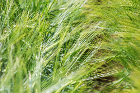 Green wheat fieldの写真素材
