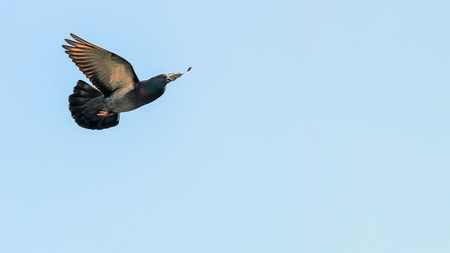 Rock pigeon or rock dove flyingの写真素材