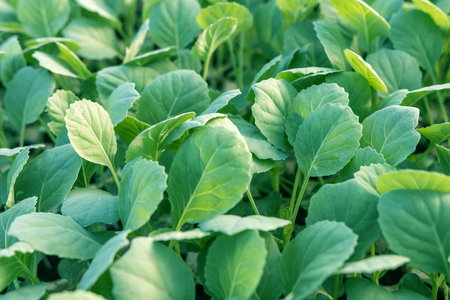Young cabbage seedlings. Cabbage seedlings greenhouse.の写真素材