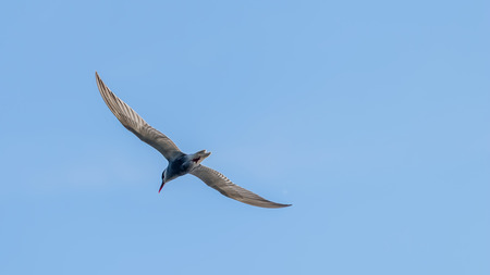 Little Tern Fly Sterna albifronsの写真素材