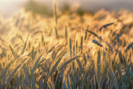 Wheat ears under the sunshine. Sun shining through ripe wheat.