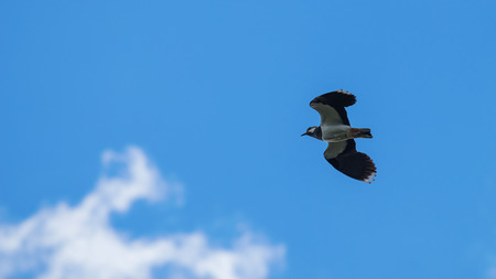 Green Plover in flight. European Northern Lapwing (Vanellus vanellus)の写真素材