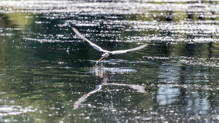 Little tern emerging out of water with a fish