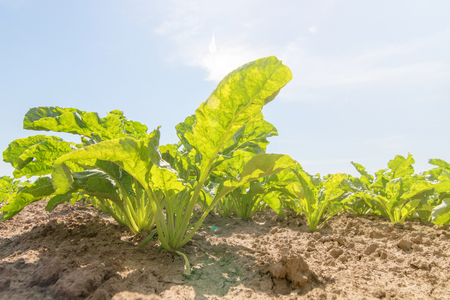 Field of the red beetroot. Young green beetroot plants.の写真素材