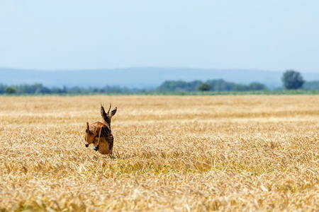 Roe Deer Buck jump in wheat field. Roe deer wildlife.の写真素材