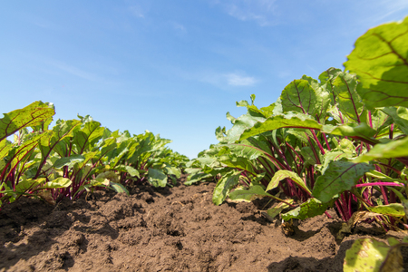 Field of the red beetroot. Young green beetroot plants.の写真素材