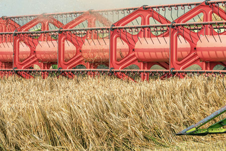 Closeup Combine harvesting a wheat field. Combine working the field.