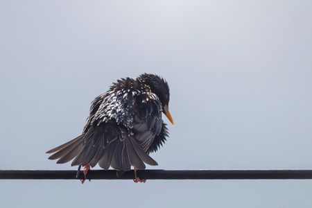 Common Starling Sitting In Wire Europe Nature Wildlifeの写真素材