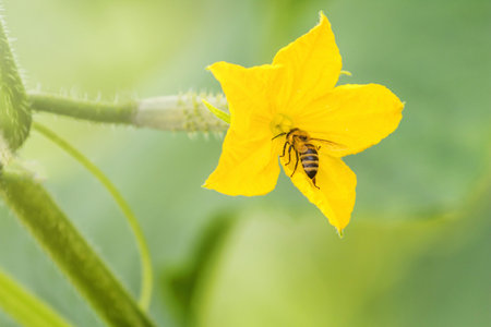 Cucumber Flower young fresh organic vegetable