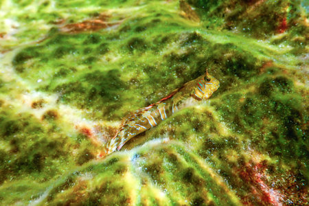 Portrait Of Cute Blenny fish, Close up  (Parablennius zvonimiri)
