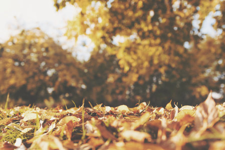Autumn in the park, Colorful leaves on the trees