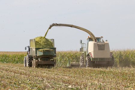 Combine harvester cutting silage and filling trailer in field Agricultureの写真素材