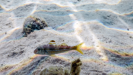 Mullus surmuletus, Striped red mullet swimming underwaterの写真素材
