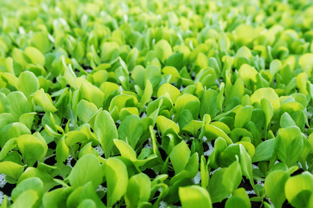 Lettuce seedlings, Green lettuce plants vegetable background. Lettuce farmの写真素材
