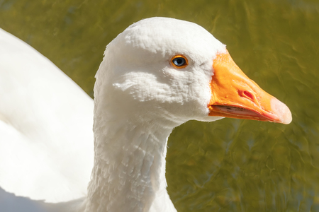 Close up Portrait of a White gooseの写真素材