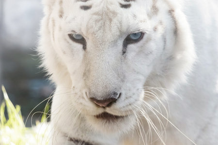 Bengal White Tiger Close Up (Panthera tigris tigris)