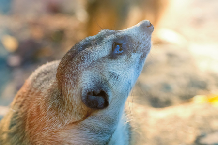 Meerkat Portrait Close Up (Suricata suricatta)の写真素材