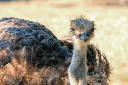Close up ostrich portrait Struthio camelusの写真素材