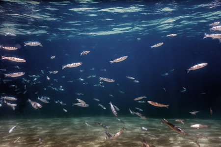 Fish School Underwater. Fishes underwater background.